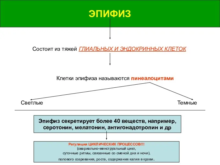 ЭПИФИЗ ЭПИФИЗ Состоит из тяжей ГЛИАЛЬНЫХ И ЭНДОКРИННЫХ КЛЕТОК Клетки эпифиза называются