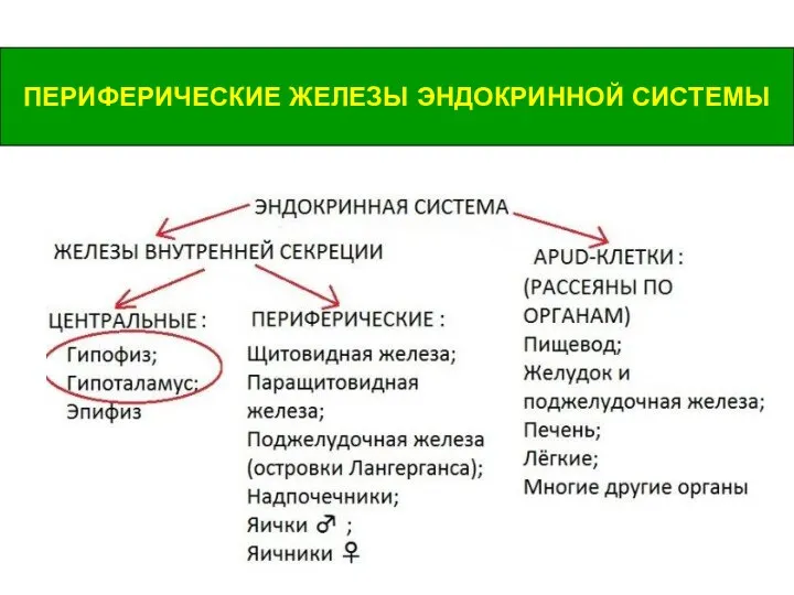 ПЕРИФЕРИЧЕСКИЕ ЖЕЛЕЗЫ ЭНДОКРИННОЙ СИСТЕМЫ