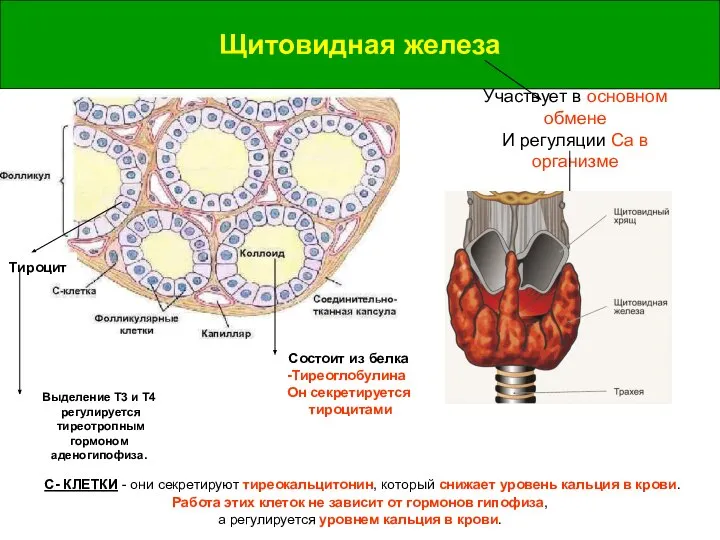 Щитовидная железа Щитовидная железа Участвует в основном обмене И регуляции Са в