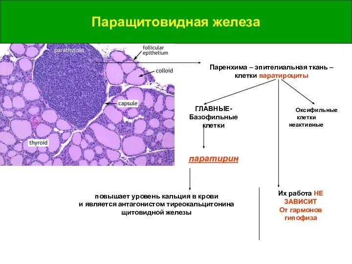 Паращитовидная железа Паращитовидная железа Паренхима – эпителиальная ткань – клетки паратироциты ГЛАВНЫЕ-