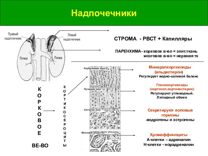 Надпочечники Надпочечники СТРОМА - РВСТ + Капилляры ПАРЕНХИМА- корковое в-во = эпит.ткань