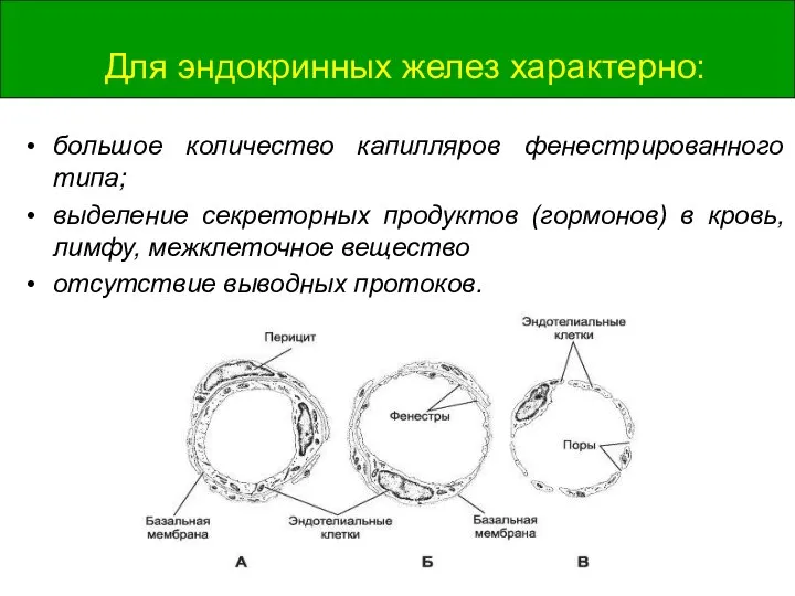 Для эндокринных желез характерно: большое количество капилляров фенестрированного типа; выделение секреторных продуктов