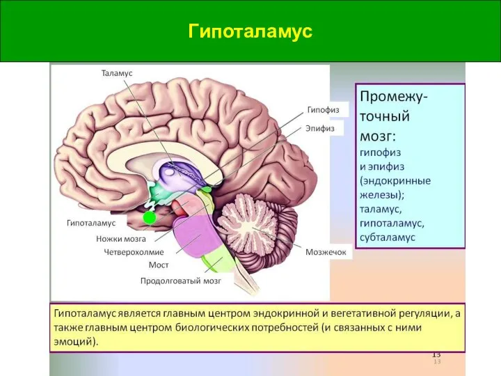 Гипоталамус Гипоталамус