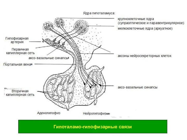 Гипоталамо-гипофизарные связи Гипоталамо-гипофизарные связи