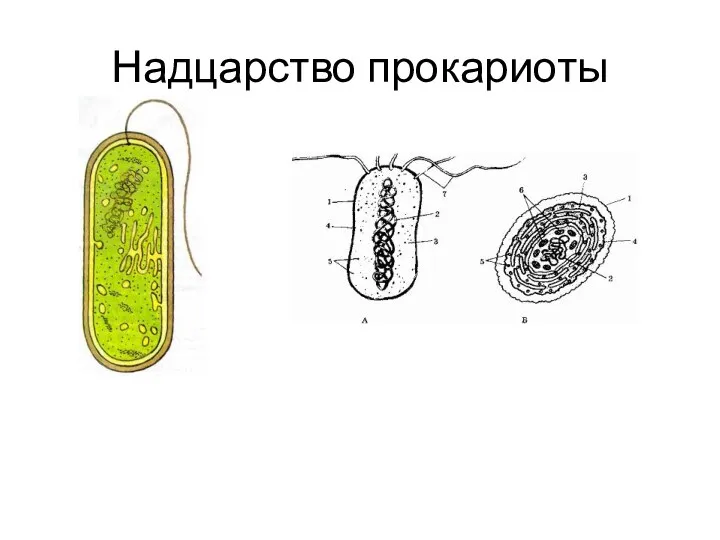 Надцарство прокариоты