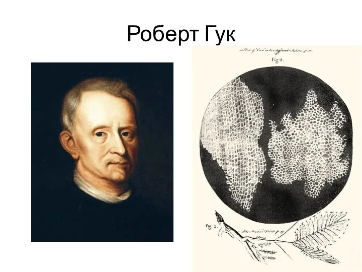 Роберт Гук