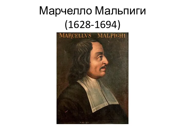 Марчелло Мальпиги (1628-1694)