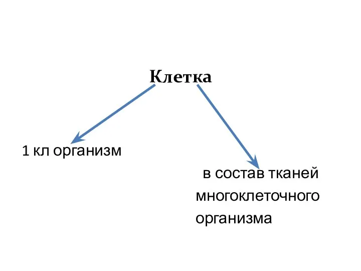 Клетка 1 кл организм в состав тканей многоклеточного организма