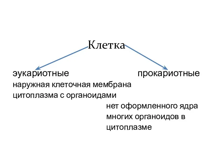 Клетка эукариотные прокариотные наружная клеточная мембрана цитоплазма с органоидами нет оформленного ядра многих органоидов в цитоплазме