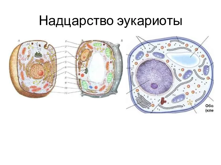 Надцарство эукариоты