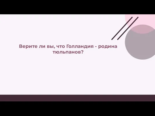 Верите ли вы, что Голландия - родина тюльпанов?