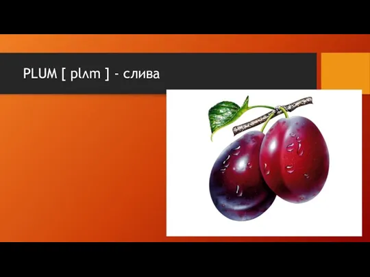 PLUM [ plʌm ] - слива