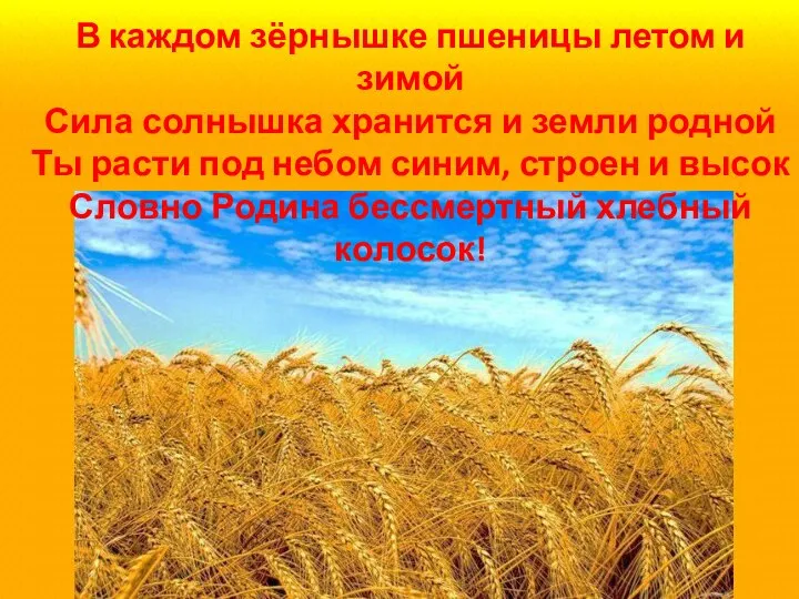 В каждом зёрнышке пшеницы летом и зимой Сила солнышка хранится и земли