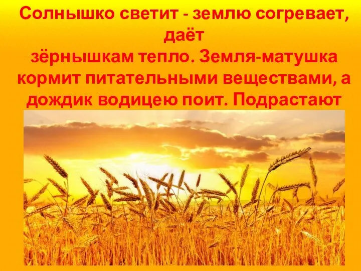 Солнышко светит - землю согревает, даёт зёрнышкам тепло. Земля-матушка кормит питательными веществами,