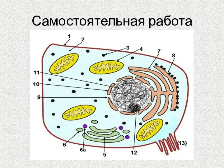 Самостоятельная работа