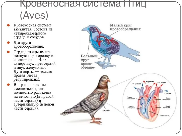 Кровеносная система Птиц (Aves) Кровеносная система замкнутая, состоит из четырёхкамерного сердца и