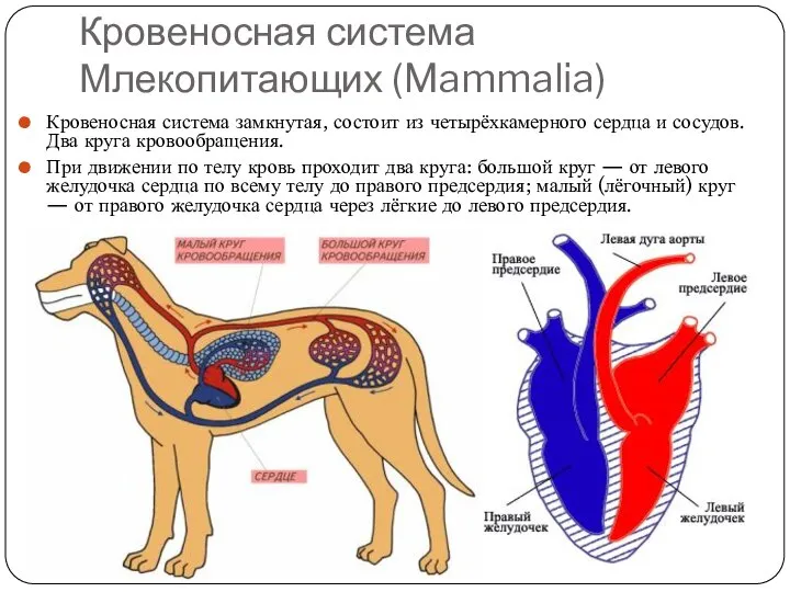 Кровеносная система Млекопитающих (Mammalia) Кровеносная система замкнутая, состоит из четырёхкамерного сердца и