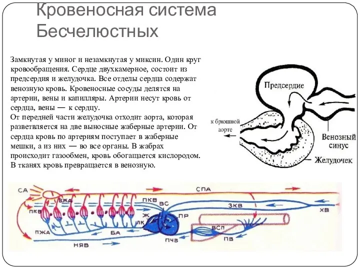 Кровеносная система Бесчелюстных Замкнутая у миног и незамкнутая у миксин. Один круг