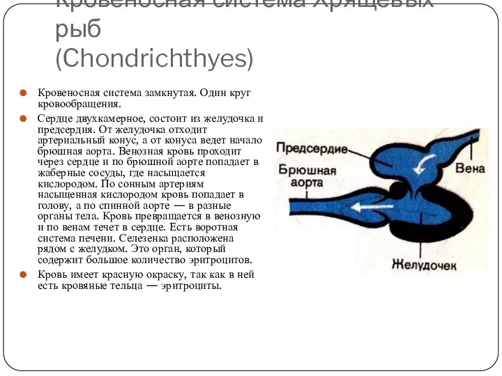 Кровеносная система Хрящевых рыб (Chondrichthyes) Кровеносная система замкнутая. Один круг кровообращения. Сердце