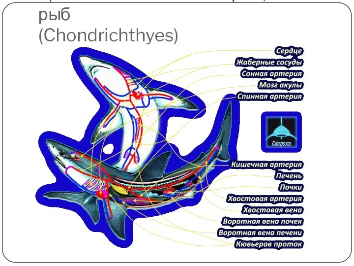 Кровеносная система Хрящевых рыб (Chondrichthyes) Строение сердца Хрящевой рыбы