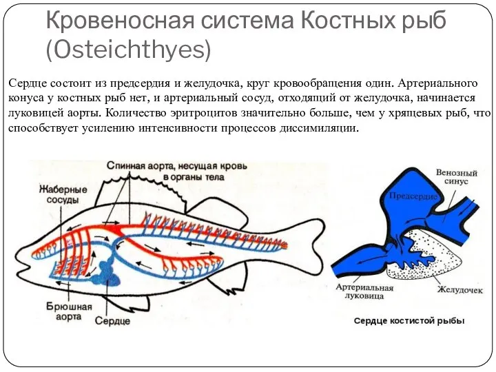 Кровеносная система Костных рыб (Osteichthyes) Сердце состоит из предсердия и желудочка, круг