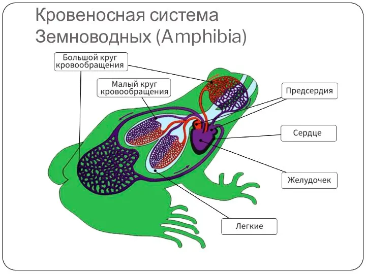 Кровеносная система Земноводных (Amphibia)