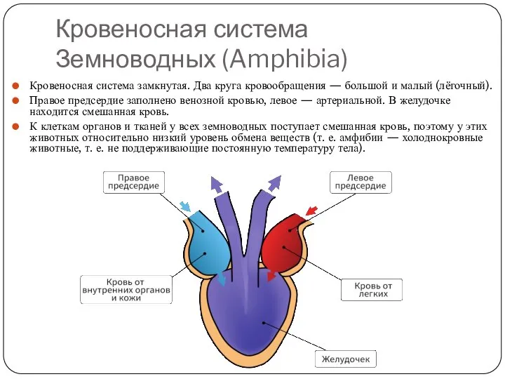 Кровеносная система Земноводных (Amphibia) Кровеносная система замкнутая. Два круга кровообращения — большой