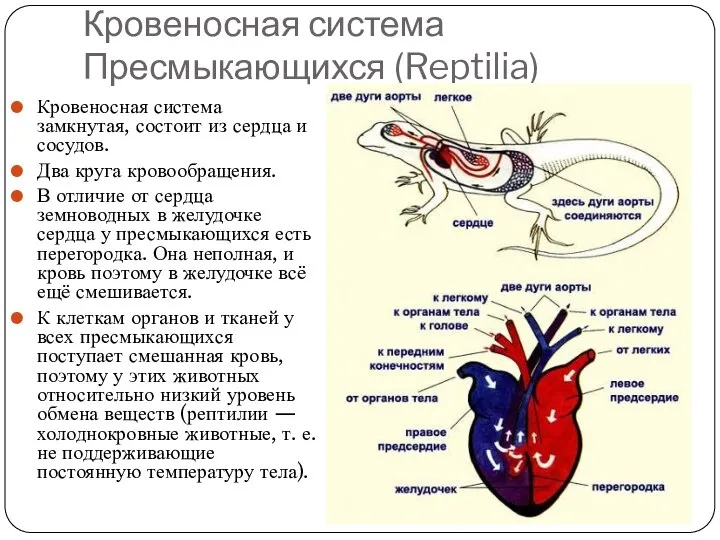 Кровеносная система Пресмыкающихся (Reptilia) Кровеносная система замкнутая, состоит из сердца и сосудов.
