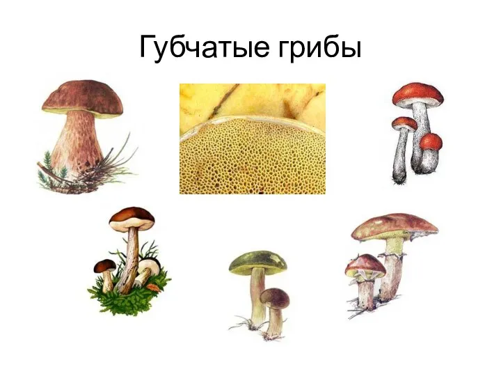 Губчатые грибы