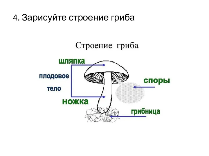 4. Зарисуйте строение гриба