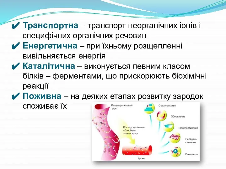 Транспортна – транспорт неорганічних іонів і специфічних органічних речовин Енергетична – при