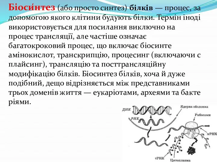 Біоси́нтез (або просто синтез) білкі́в — процес, за допомогою якого клітини будують