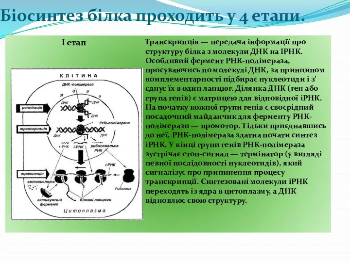 Біосинтез білка проходить у 4 етапи.