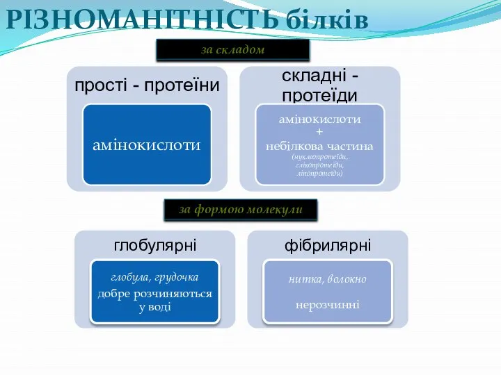 РІЗНОМАНІТНІСТЬ білків за складом за формою молекули