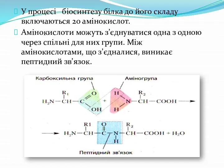 У процесі біосинтезу білка до його складу включаються 20 амінокислот. Амінокислоти можуть