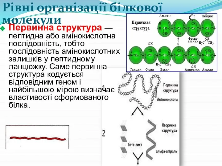 Рівні організації білкової молекули Первинна структура — пептидна або амінокислотна послідовність, тобто