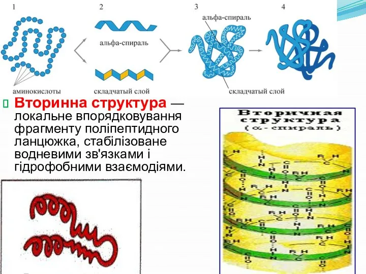 Вторинна структура — локальне впорядковування фрагменту поліпептидного ланцюжка, стабілізоване водневими зв'язками і гідрофобними взаємодіями.