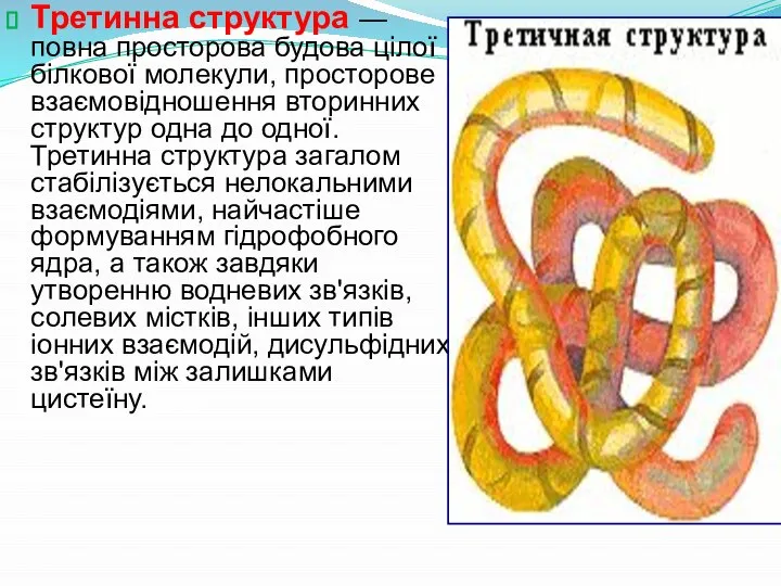 Третинна структура — повна просторова будова цілої білкової молекули, просторове взаємовідношення вторинних