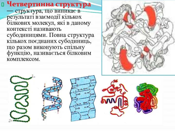 Четвертинна структура — структура, що виникає в результаті взаємодії кількох білкових молекул,