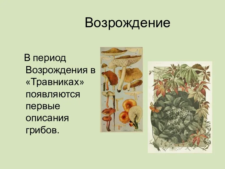 Возрождение В период Возрождения в «Травниках» появляются первые описания грибов.