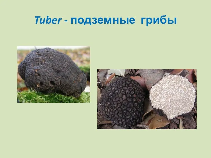 Tuber - подземные грибы