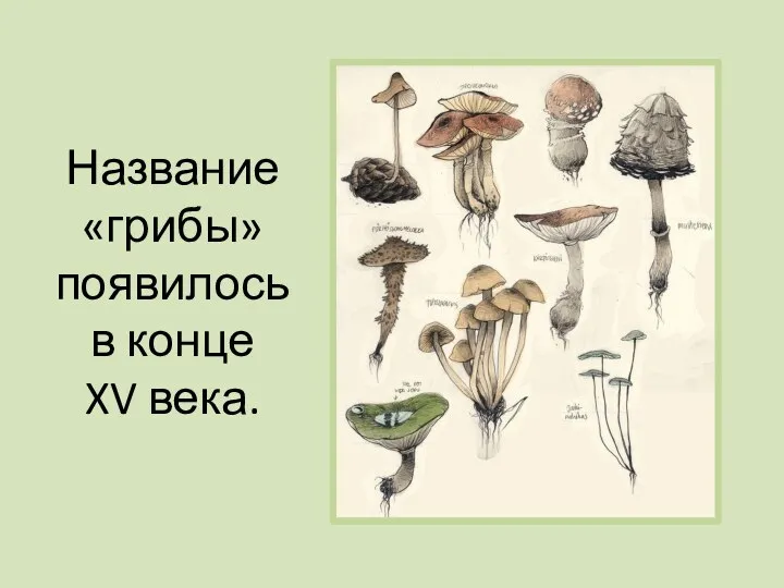 Название «грибы» появилось в конце XV века.