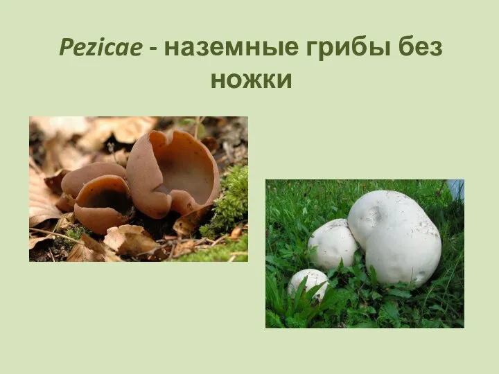 Pezicae - наземные грибы без ножки