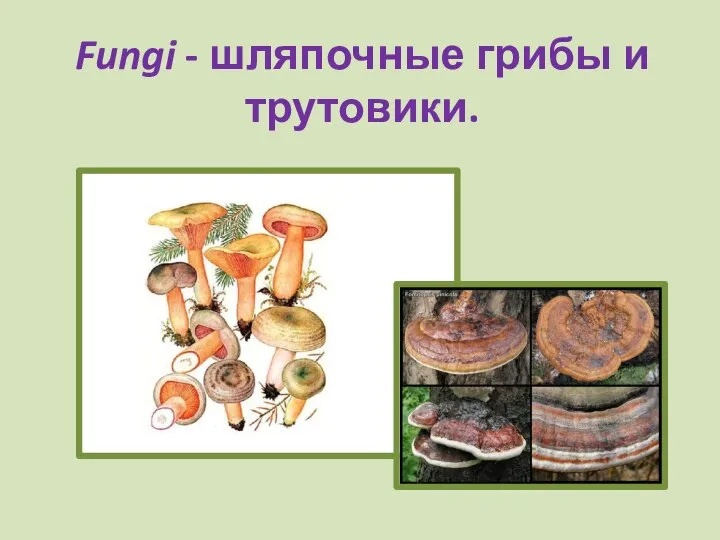 Fungi - шляпочные грибы и трутовики.