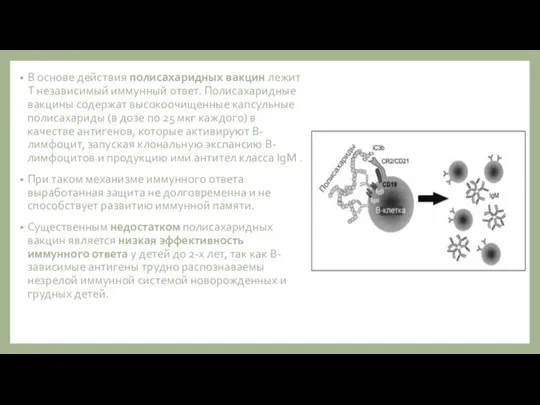 В основе действия полисахаридных вакцин лежит Т независимый иммунный ответ. Полисахаридные вакцины