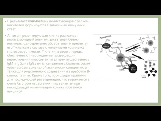 В результате конъюгации полисахаридов с белком-носителем формируется Т-зависимый иммунный ответ. Антигенпрезентирующая клетка