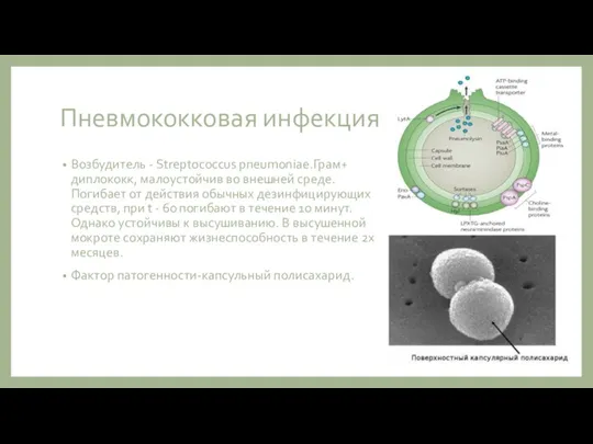 Пневмококковая инфекция Возбудитель - Streptococcus pneumoniae.Грам+ диплококк, малоустойчив во внешней среде. Погибает