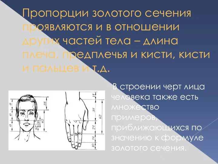 Пропорции золотого сечения проявляются и в отношении других частей тела – длина