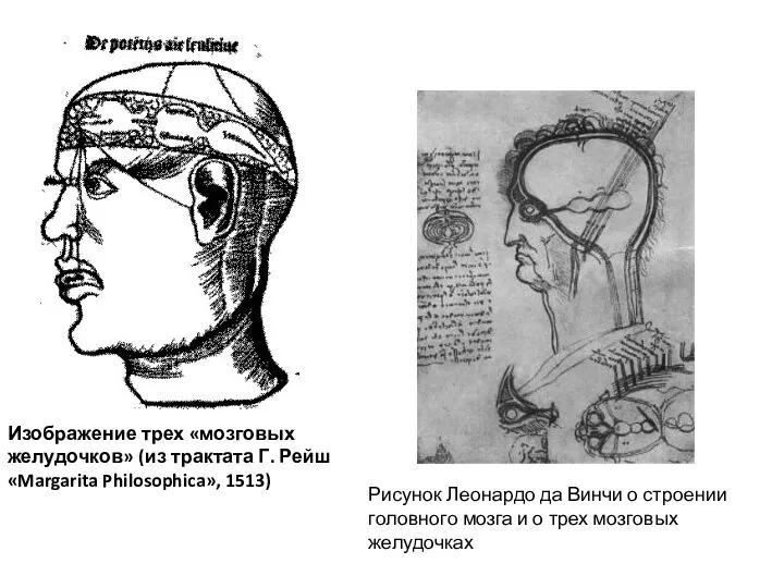 Изображение трех «мозговых желудочков» (из трактата Г. Рейш «Margarita Philosophica», 1513) Рисунок