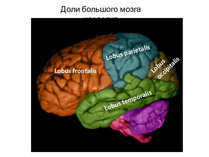 Доли большого мозга человека Lobus frontalis Lobus parietalis Lobus occipitalis Lobus temporalis
